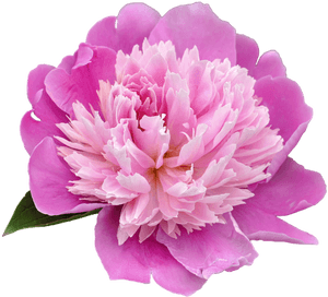 Peony Png Transparent Picture - Peony Png, Png Download PNG with transparent background