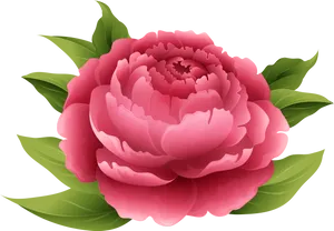 Vibrant Pink Peony Illustration PNG Image