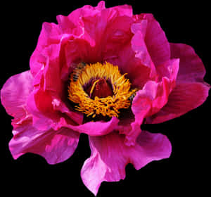 Pink Rose Flower Png Image - Pink Hd Flowers Png, Transparent Png PNG image with transparent background