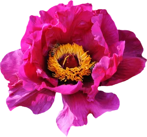 Vibrant_ Pink_ Peony_with_ Bee.jpg PNG Image