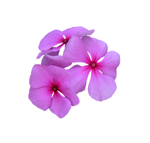 Vibrant_ Pink_ Periwinkle_ Flowers PNG image with transparent background