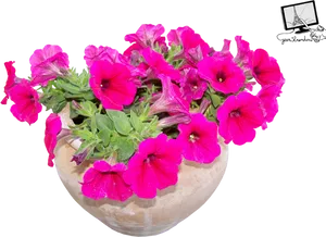 Vibrant Pink Petuniasin Flower Pot PNG Image