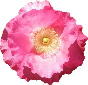 Vibrant Pink Poppy Flower PNG Image