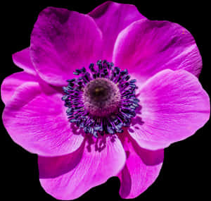 Vibrant Pink Poppy Flower PNG image with transparent background