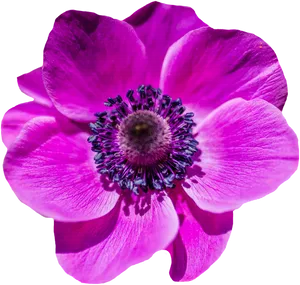 Vibrant Pink Poppy Flower PNG Image