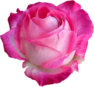 Vibrant Pink Rose Black Background PNG Image