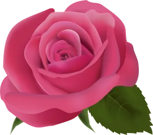 Vibrant Pink Rose Bloom PNG Image