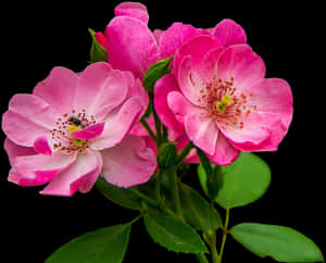 Flores Rosadas Png - Imagenes De Flores Rosadas, Transparent Png PNG image with transparent background