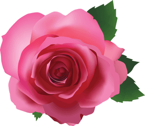 Pink Rose Transparent Background, HD Png Download PNG image with transparent background
