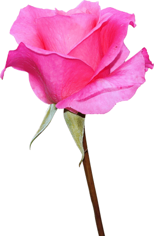 Pink Rose Image Download, HD Png Download PNG image with transparent background
