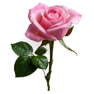Vibrant Pink Rose PNG 75 PNG image with transparent background