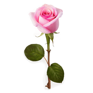 Vibrant Pink Rose PNG qey52 PNG image with transparent background