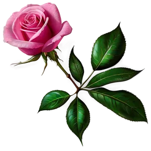 Vibrant Pink Rose Png Shl76 PNG Image