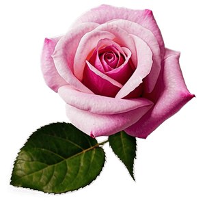Vibrant Pink Rose PNG wxf PNG image with transparent background