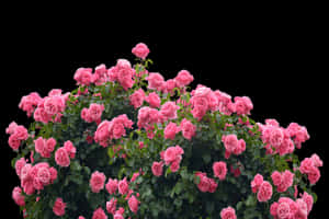 Vibrant_ Pink_ Roses_ Against_ Black_ Background.jpg PNG image with transparent background