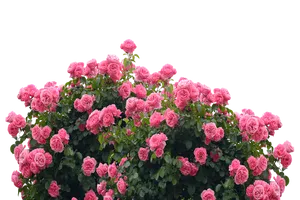 Vibrant_ Pink_ Roses_ Against_ Black_ Background.jpg PNG Image