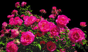 Vibrant Pink Roses Artistic Render.jpg PNG image with transparent background