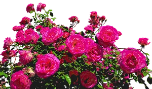 Vibrant Pink Roses Artistic Render.jpg PNG Image