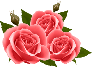 Transparent Red Roses Clipart - Transparent Pink Roses Png, Png Download PNG image with transparent background