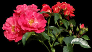 Vibrant Pink Roses Black Background.jpg PNG image with transparent background