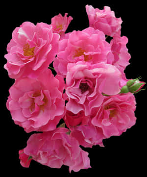 Vibrant_ Pink_ Roses_ Black_ Background.jpg PNG image with transparent background