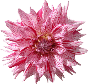 Dahlia, Flower, Red, HD Png Download PNG image with transparent background