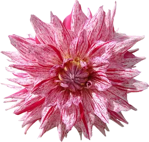 Vibrant Pink Speckled Dahlia PNG Image