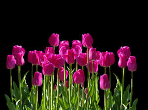 Vibrant Pink Tulips Against Black Background.jpg PNG image with transparent background