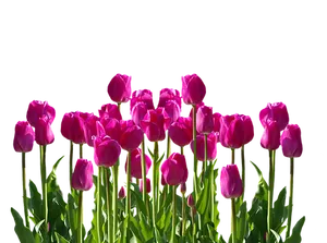 Vibrant Pink Tulips Against Black Background.jpg PNG Image