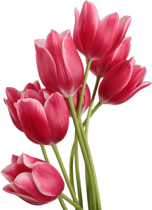 Tulip Bouquet - Tulip Png, Transparent Png PNG with transparent background