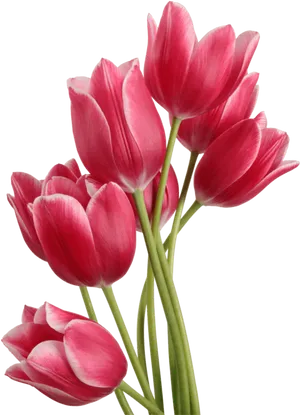 Vibrant Pink Tulips Bouquet PNG Image