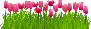 Png Freeuse Stock Grass With Pink Png Clip Art Image - Transparent Background Tulips Clipart, Png Download PNG image with transparent background