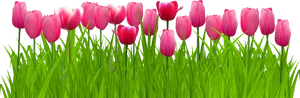 Vibrant Pink Tulips Row PNG Image