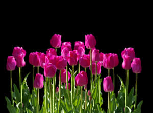 Vibrant Pink Tulipson Black Background PNG image with transparent background