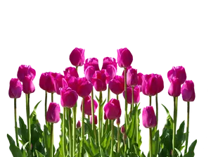 Vibrant Pink Tulipson Black Background PNG Image