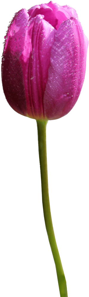 Tulip Png Hd'Title= - Tulip Flower Transparent Background, Png Download PNG image with transparent background
