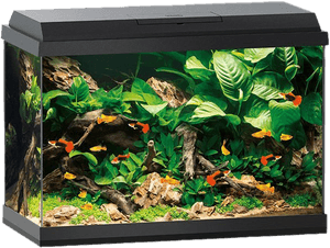 Aquarium Fish Tank Png Hd Image - Juwel 70 Litre Aquarium, Transparent Png PNG image with transparent background