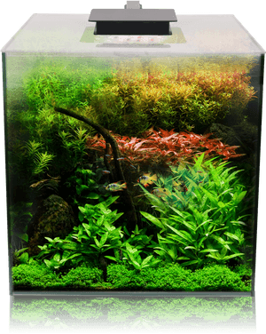 Fluval Flora Aquarium, HD Png Download PNG image with transparent background