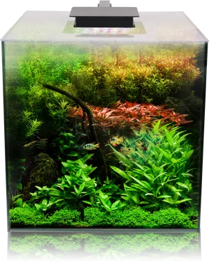 Vibrant Planted Aquarium Setup PNG Image