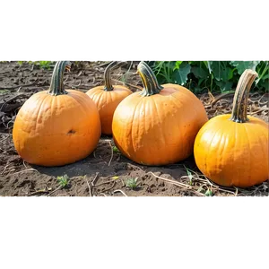 Vibrant Pumpkin Patch Day Png Spe PNG Image