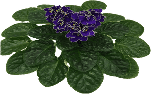 Stacks Image - African Violets, HD Png Download PNG image with transparent background