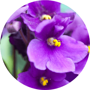 Transparent Violets Png - Violet Flower, Png Download PNG with transparent background