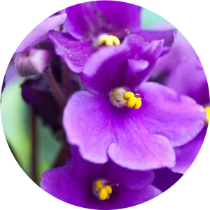 Vibrant Purple African Violets PNG Image