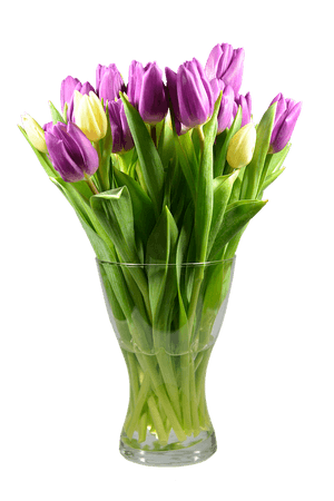Vibrant_ Purple_and_ Yellow_ Tulips_in_ Glass_ Vase PNG image with transparent background
