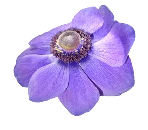 Vibrant Purple Anemone Flower PNG Image