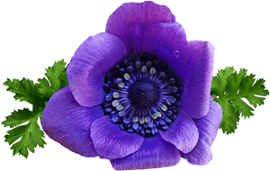 Flower, Purple, Anemone, Spring, Garden, Nature - Spring Flowers Purple Png, Transparent Png PNG image with transparent background