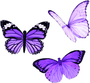 Vibrant Purple Butterflies PNG image with transparent background