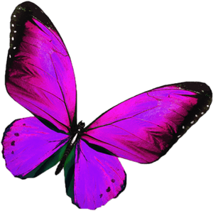 Vibrant Purple Butterfly PNG image with transparent background