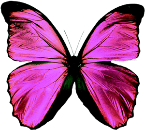 Vibrant Purple Butterfly PNG image with transparent background