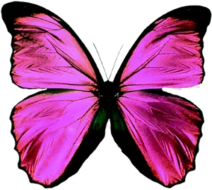 Vibrant Purple Butterfly PNG Image